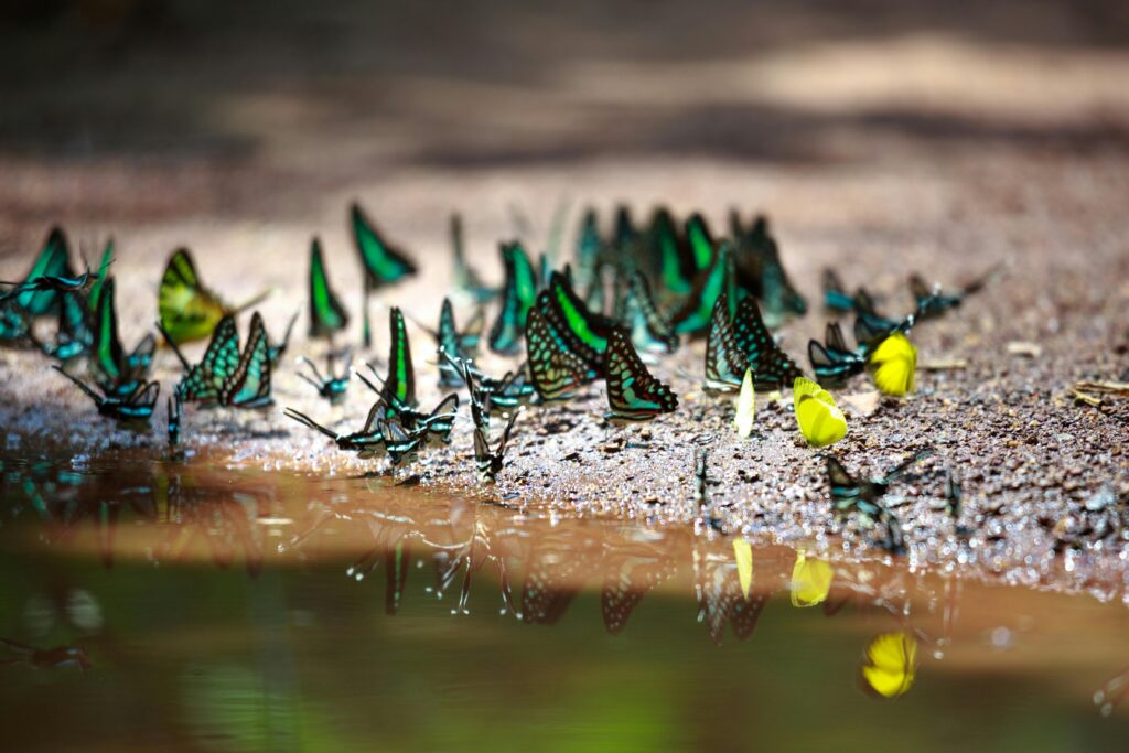 Colorful butterflies gather on sandy ground by the water.