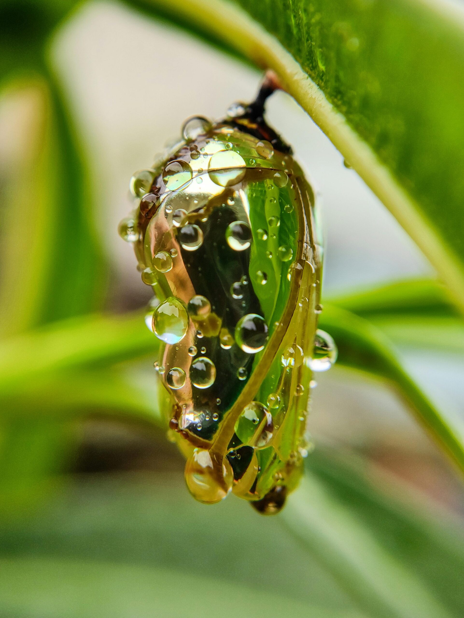 Close-up of a chrysalis with dew drops, showcasing nature's delicate beauty.