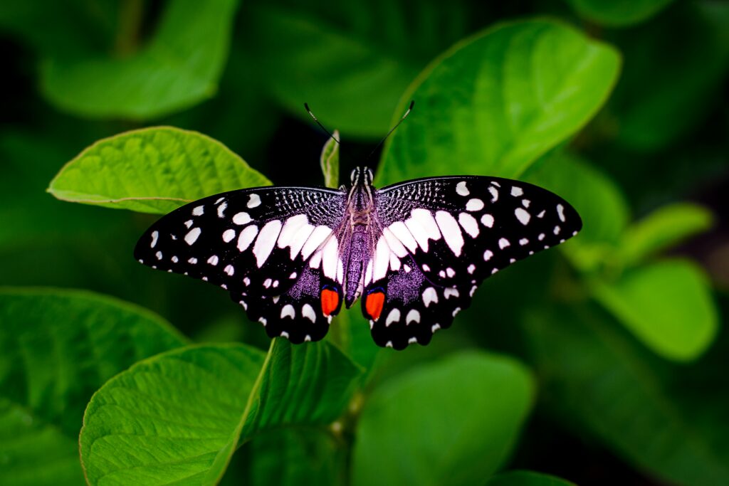 Macro photo of a butterfly with colorful wings resting on lush green leaves, showcasing nature's beauty.